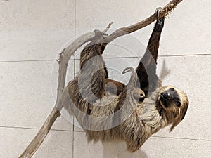 three-toed sloths,members of the genus Bradypus and the family Bradypodidae. bradipi tridattili membri