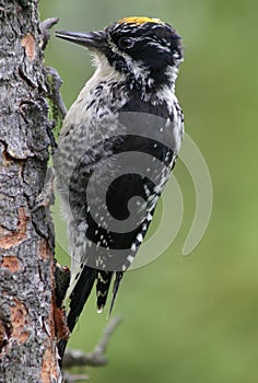 Three-Toed Woodpecker