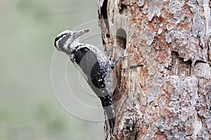 Three-toed woodpecker, Picoides tridactylus