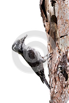 Three-toed woodpecker, Picoides tridactylus