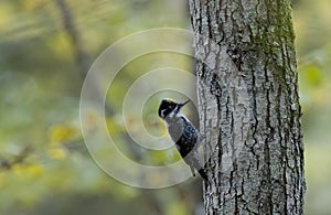 Three-toed woodpecker Picoides tridactylus close up