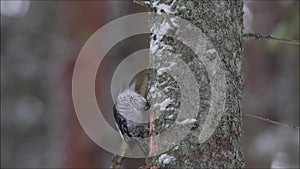 Three-toed woodpecker, Picoides tridactylus pecking a spruce tree in Estonian boreal forest