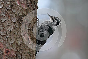 Three-toed woodpecker-Picoides tridactylus on a tree