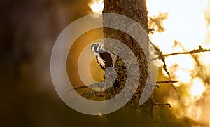 Three toed woodpecker Picoides tridactylus on a tree looking for food in sunset and sunrise