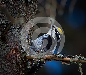 Three toed woodpecker Picoides tridactylus on a tree looking for food in sunset and sunrise