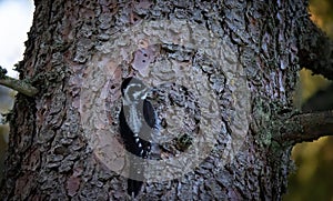 Three toed woodpecker Picoides tridactylus on a tree looking for food in sunset and sunrise