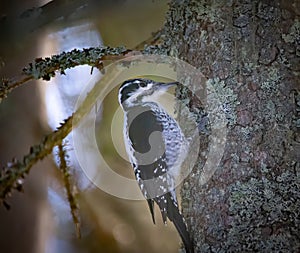 Three toed woodpecker Picoides tridactylus on a tree looking for food in sunset and sunrise