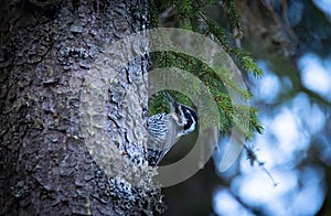 Three toed woodpecker Picoides tridactylus on a tree looking for food in sunset and sunrise