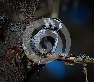 Three toed woodpecker Picoides tridactylus on a tree looking for food in sunset and sunrise