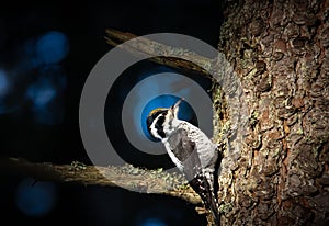 Three toed woodpecker Picoides tridactylus on a tree looking for food in sunset and sunrise