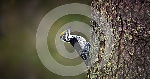 Three toed woodpecker Picoides tridactylus on a tree looking for foods