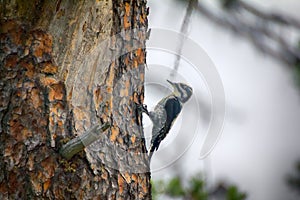 Three-toed woodpecker Picoides tridactylus - typical species of taiga