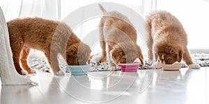 Three Toller Puppies Are Eating Food From Bowls At Home