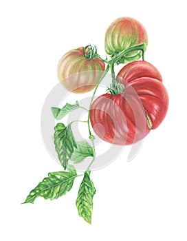 Three tomatoes and leaves, watercolor painting