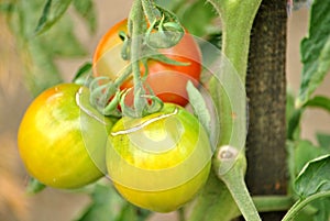 Three tomatos