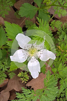 Three-Toothed Cinquefoil