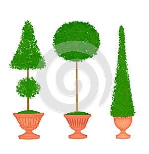 Three Topiaries in Terra Cotta Urns