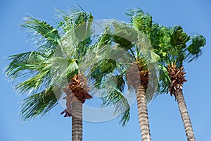 Three tops of a palm tree with green leaves on a blue sky. Turkey. Marmaris
