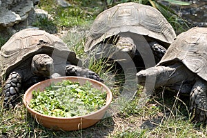 Three Tortoises