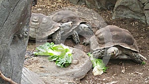 Three tortoises eating lettuce leaves on the ground