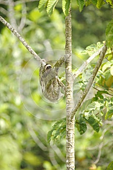 Three Towed Sloth, Costa Rica