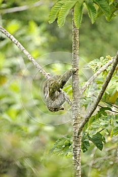 Three Towed Sloth, Costa Rica