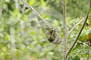 Three Towed Sloth, Costa Rica