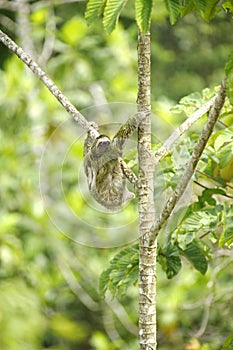 Three Towed Sloth, Costa Rica