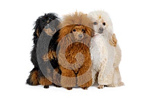 Three Toy Poodle dogs of different colors on a white background