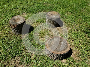 Three tree stumps and shadows and green grass