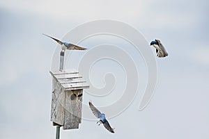 Three Tree Swallows Flying Near Birdhouse