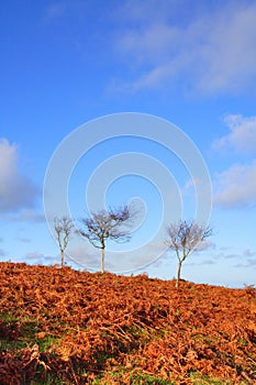 Three Trees