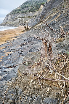 Three trees at the base of a mudstone slide. Seatown beach, Dorset. photo