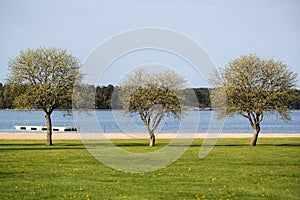 Three trees on a beach