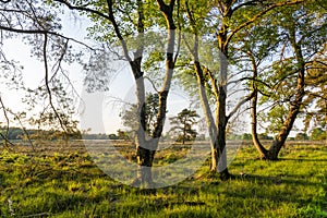 These three trees are beautifully lit by the setting sun on the moors near Westerbork photo