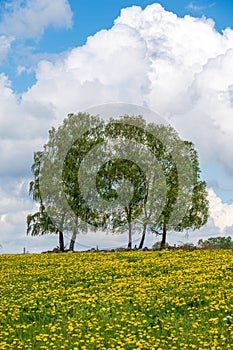 Three trees beyond a yellow dandellion field during summer in SkÃ¥ne Scania Sweden