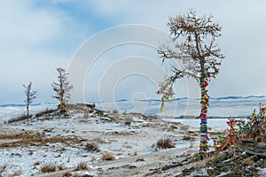 Three trees are decorated with colorful ribbons at the ritual site at the top of Ogoy Island. Winter landscape. View of the