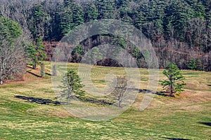 three trees in a field at the quabbin reservior