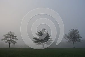 Three trees in fog in Lakewood