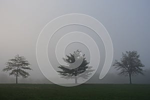 Three trees in fog in Lakewood photo