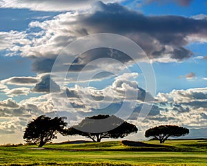 Three Trees on Golf Course