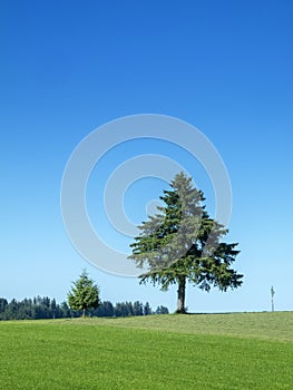 Three trees on a pasture