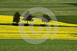 Three trees in rapeseed field