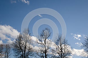 Three trees silhouette on blue sky with white clouds as spring background