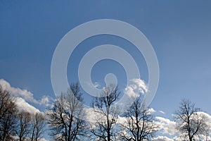 Three trees silhouette on blue sky with white clouds as spring background
