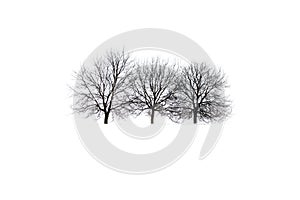 Three Trees in snow isolated on white winter background