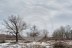 Three trees at the snowy field