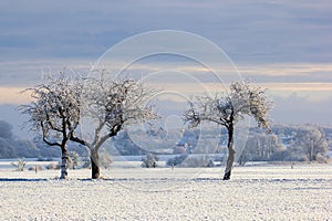 Three trees in snowy winter morning in countryside
