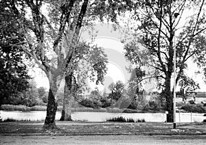 Three trees in summer on a river