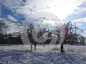 Three Trees weathering the Winter snow